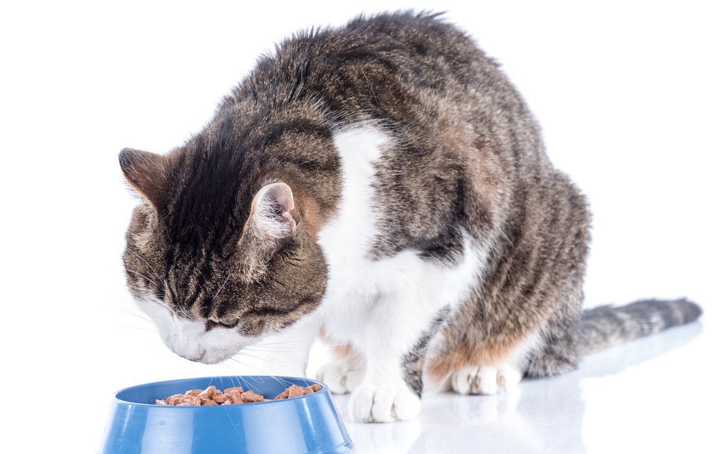 吸引猫咪进食的食物——给家里的主子看看它感兴趣吗