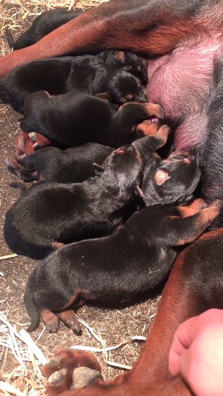 唐门莱州红犬(幼犬)