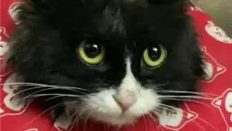 让我后背疼的猫