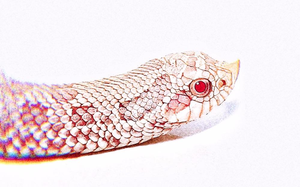 简单开箱一根娇小的雪白猪鼻蛇