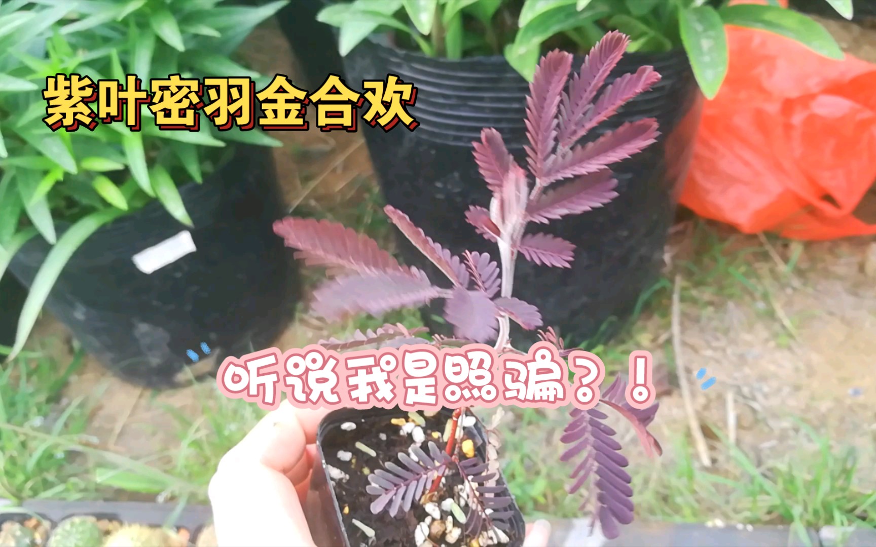 猛男色的紫叶密羽金合欢【植物搬家之后】白头翁,羊胡子草,彩虹桉后续哔哩哔哩bilibili