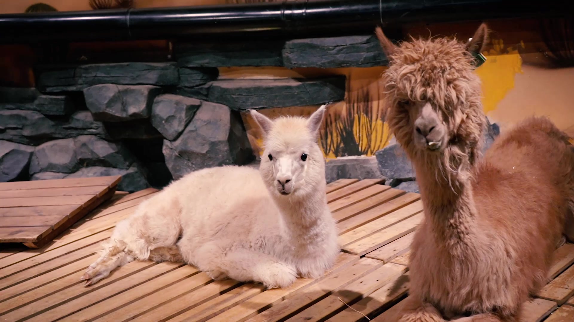 『日常』天津天河城zoonly室内主题动物园随拍