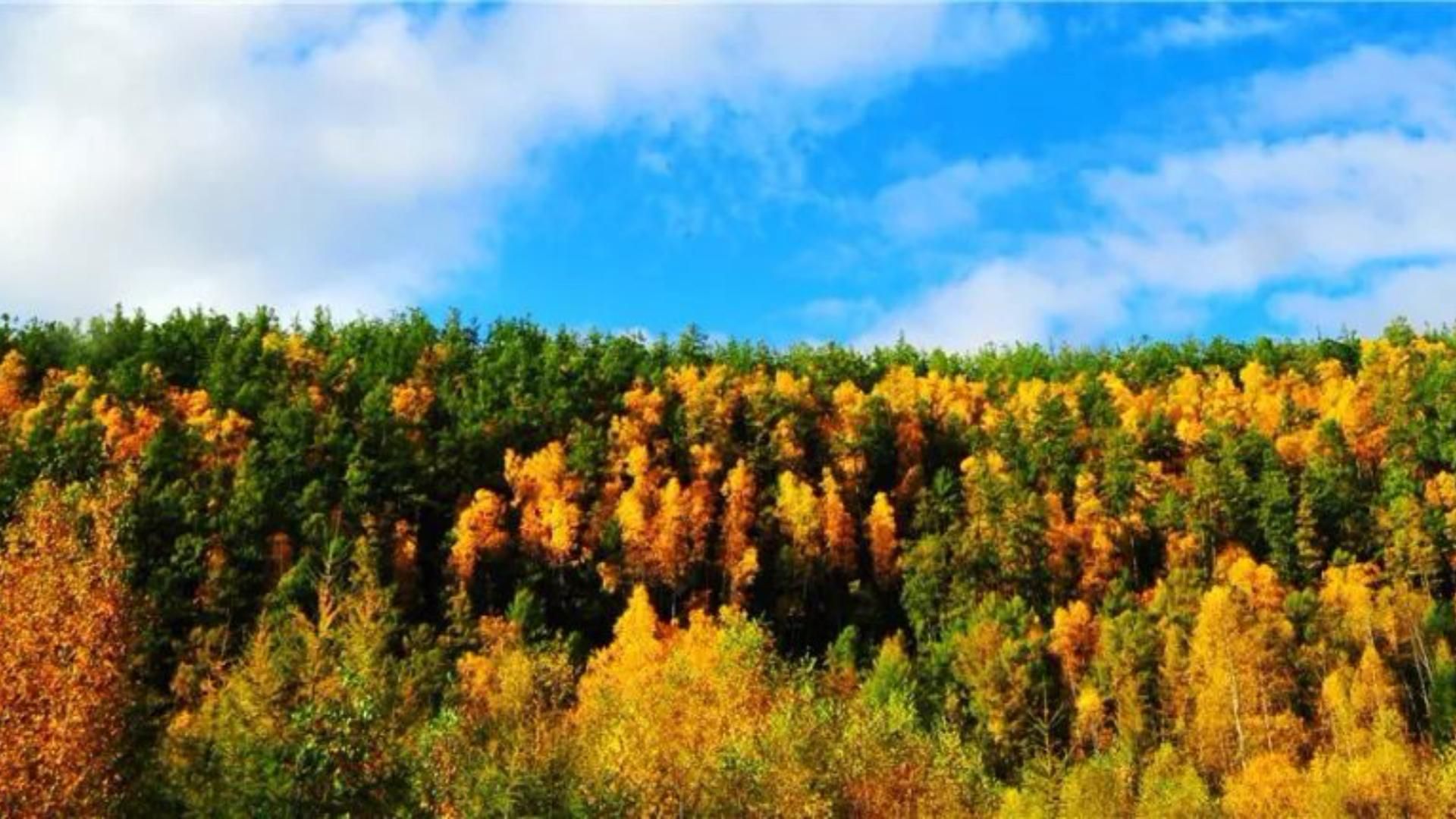 东北林区里的真实灵异事件——东北大缸的故事