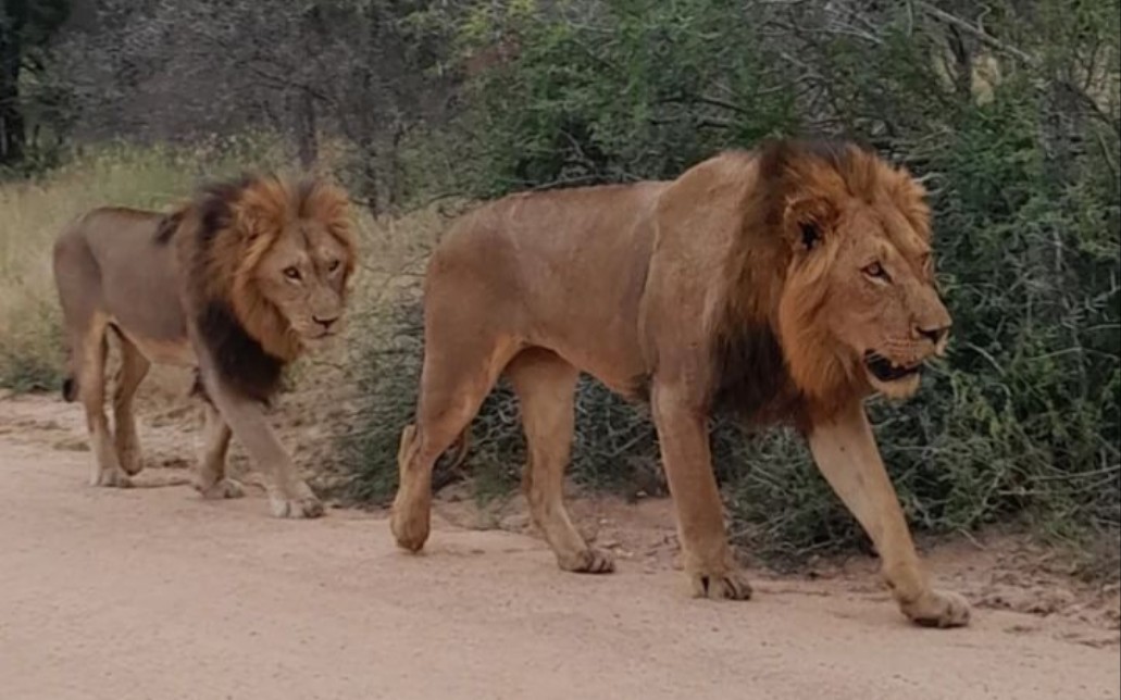 取代曼联的新skukuza雄狮 可能有3-4名成员