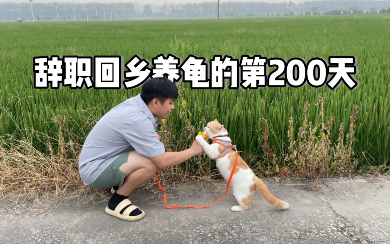 [图]辞职养龟200天了我到底买了多少龟？