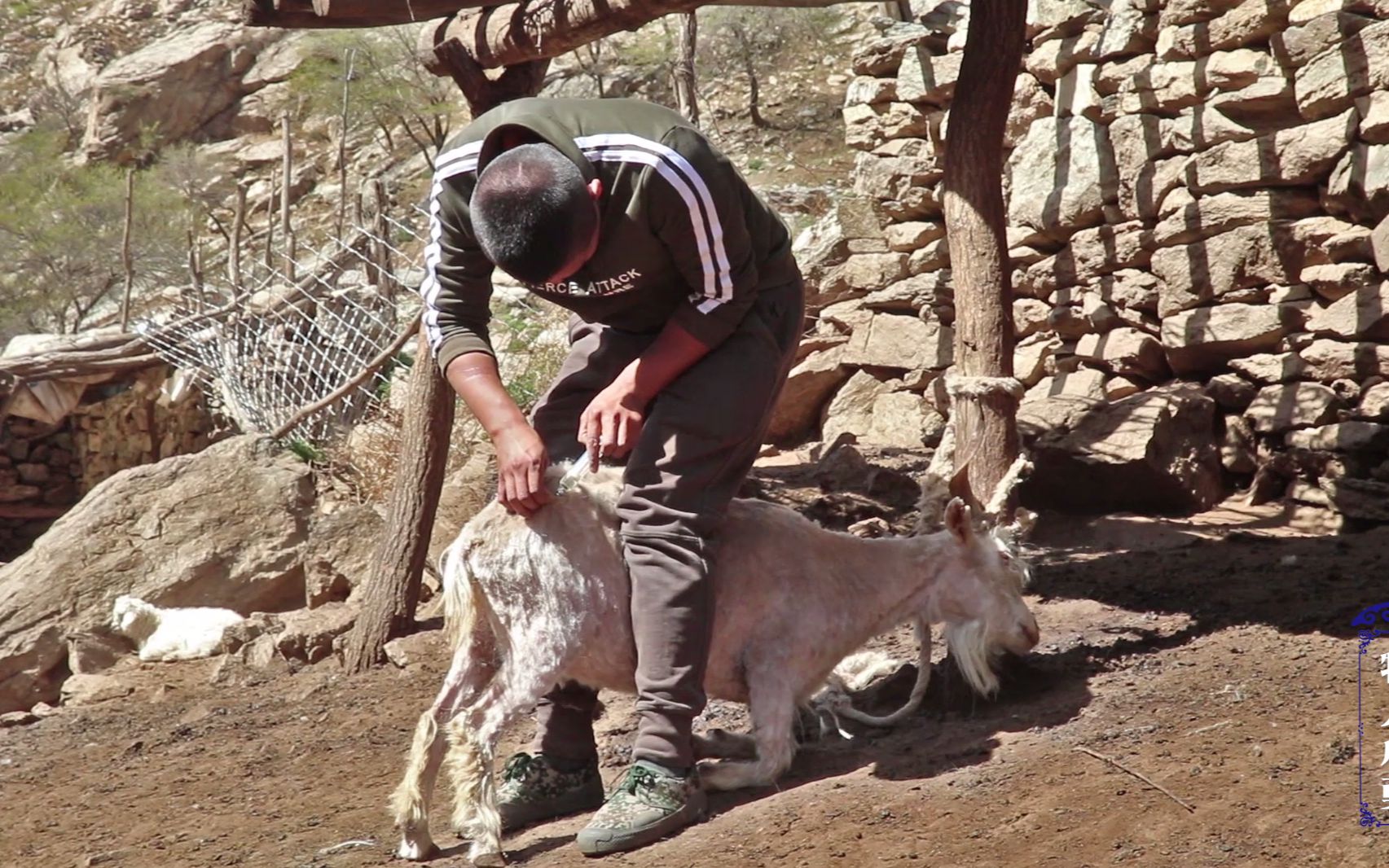 牧人小伙给羊打驱虫药,一针下去羊已放弃挣扎,看着都疼