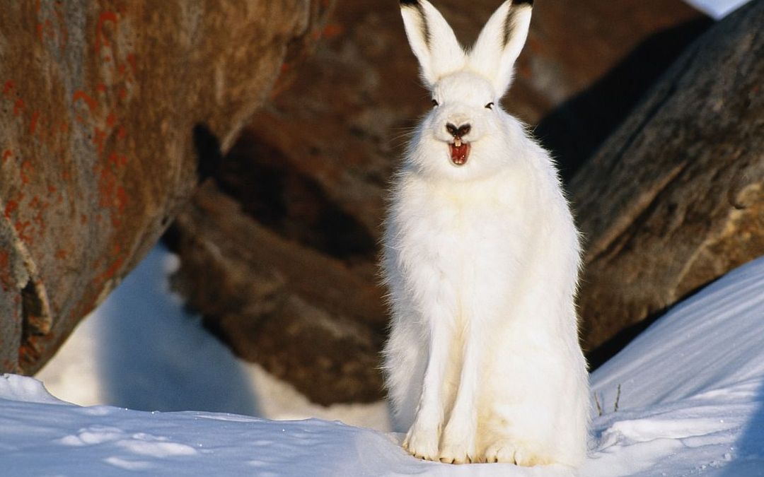 北极狼追不上北极兔,只好欺负小兔仔_哔哩哔哩 (゜-゜)つロ 干杯