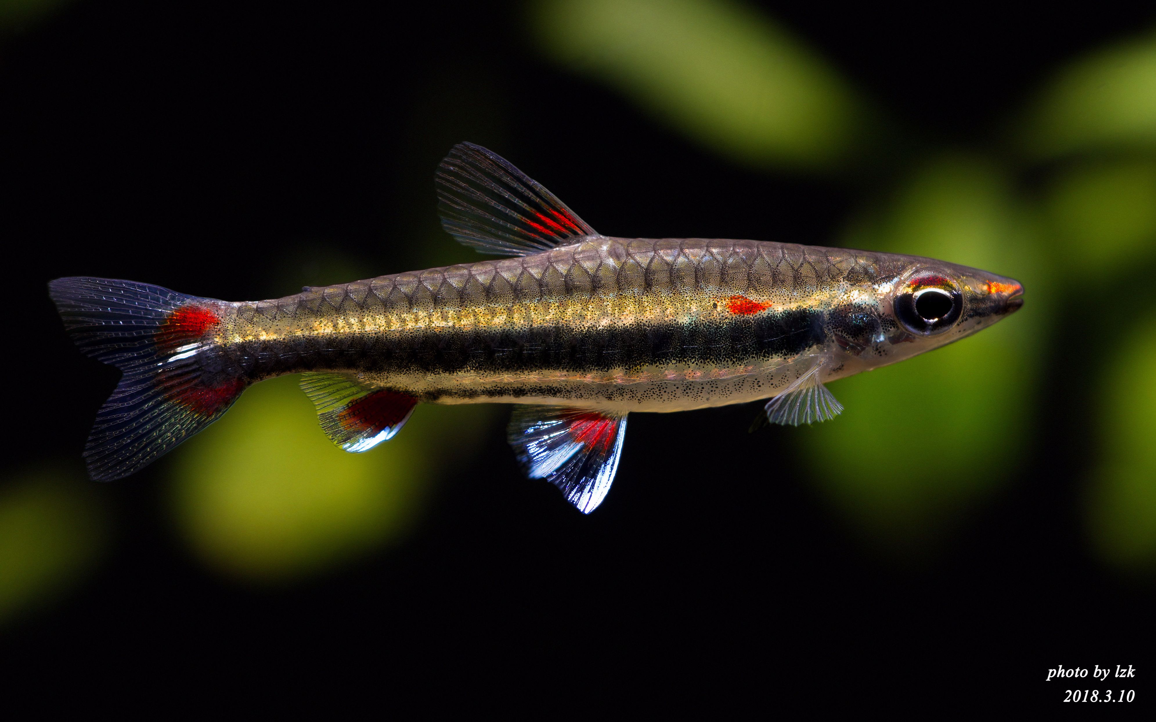 【自家鱼缸】 【灯鱼】 【热带鱼】正三线铅笔