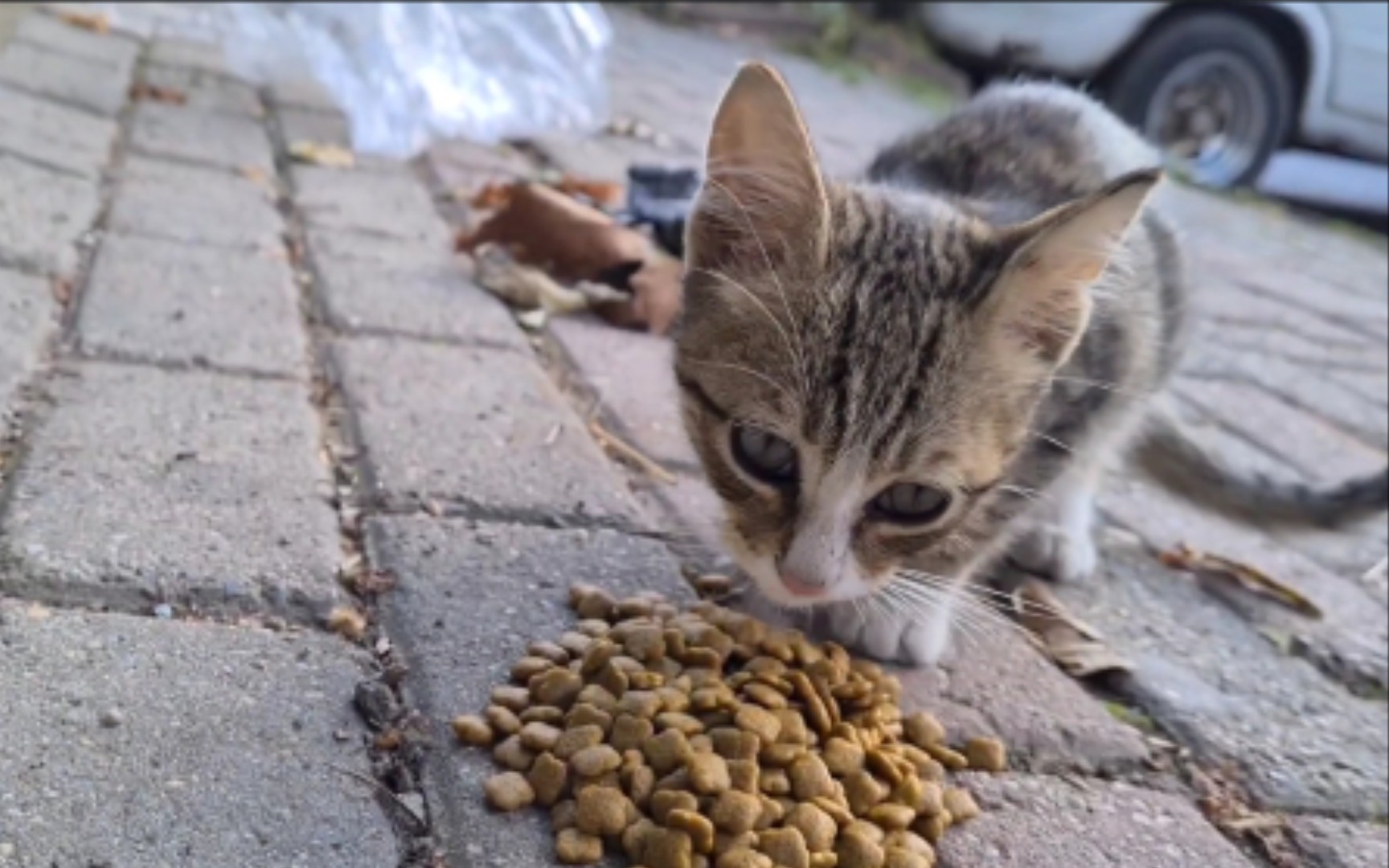 [图]这么可爱的小狸花猫竟然被遗弃了！