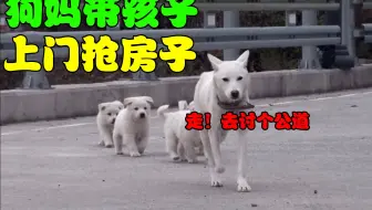 流浪狗妈带4只幼崽上门认父，抢房子和食物，DNA检查后女主人懵了