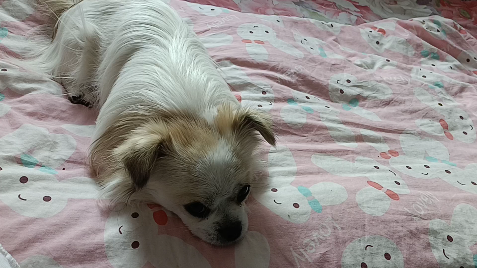 想大媳妇黑妞狗狗了