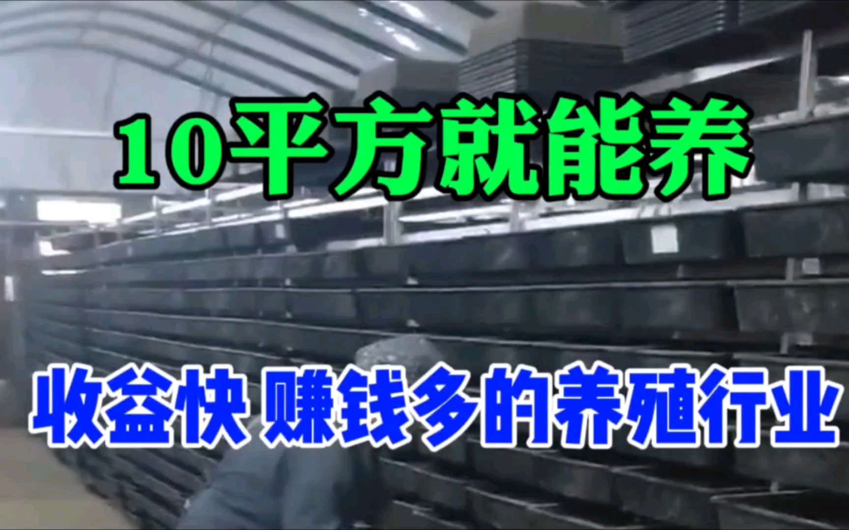 3个月产3000斤,15元1斤,年赚50万,你不知道的农村暴利养殖哔哩哔哩bilibili