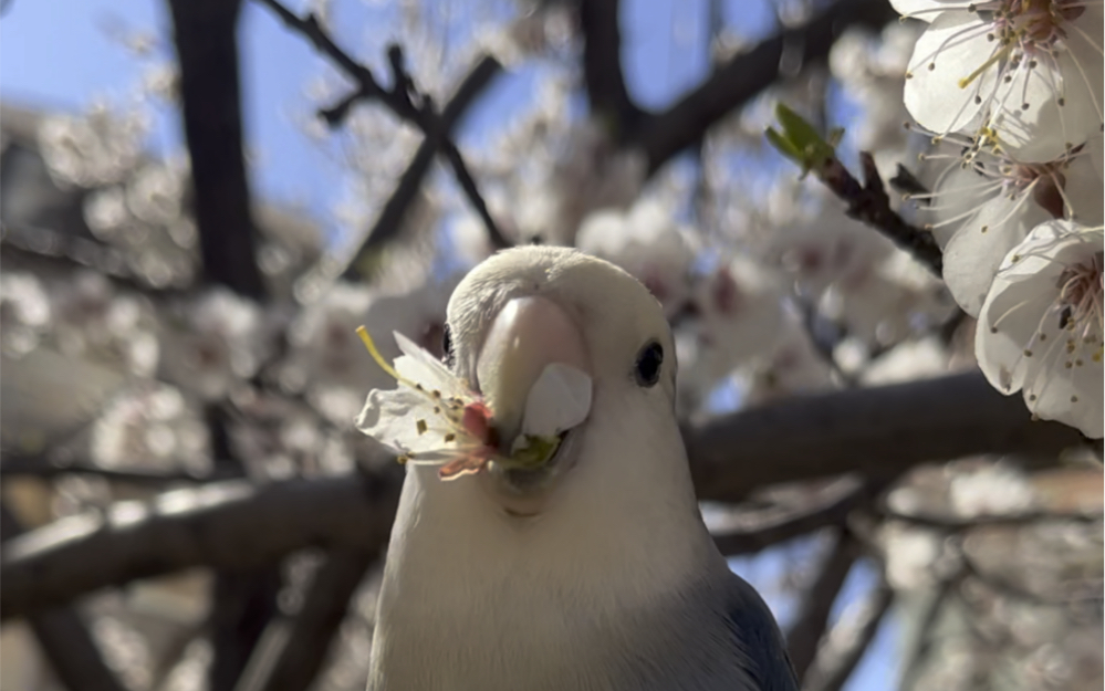 阳光下品鉴花花的小鸡