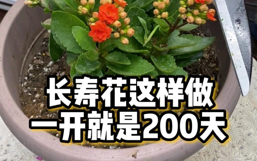 长寿花这样养,一年开上200天#养花小知识#长寿花养护哔哩哔哩bilibili