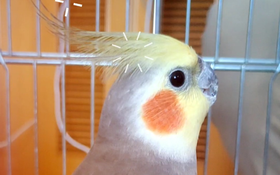 【鹦鹉玄凤】认生的腮红小可爱