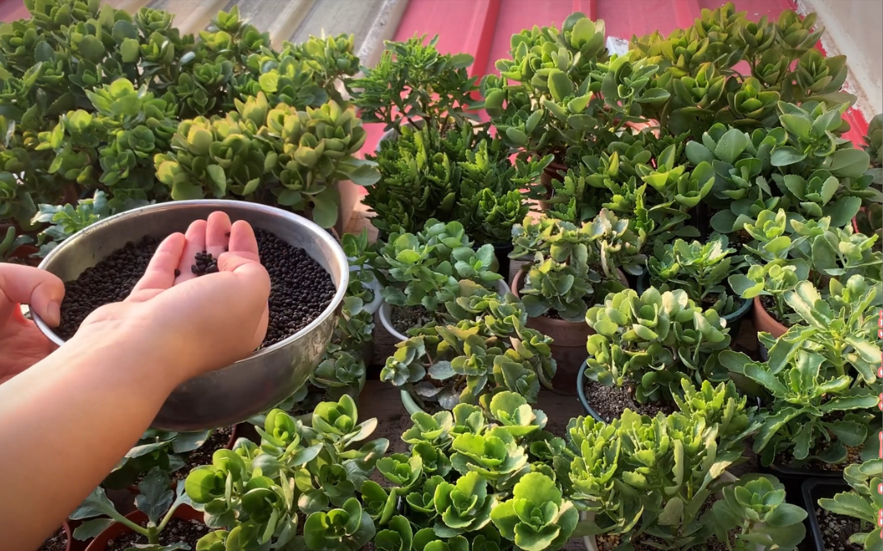 10月份怎么给长寿花施肥?怎么浇水?要注意哪些问题?