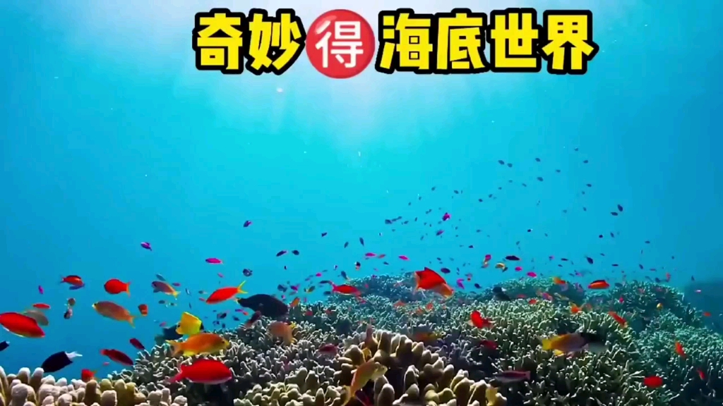 [图]轮胎鱼，可乐瓶鱼https://v.kuaishou.com/o7Zpvj 神奇的海底世界！多姿多彩！