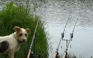 Скачать видео: 上鱼了，狗子比人都着急