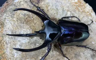 南洋大兜 搜索结果 哔哩哔哩 Bilibili