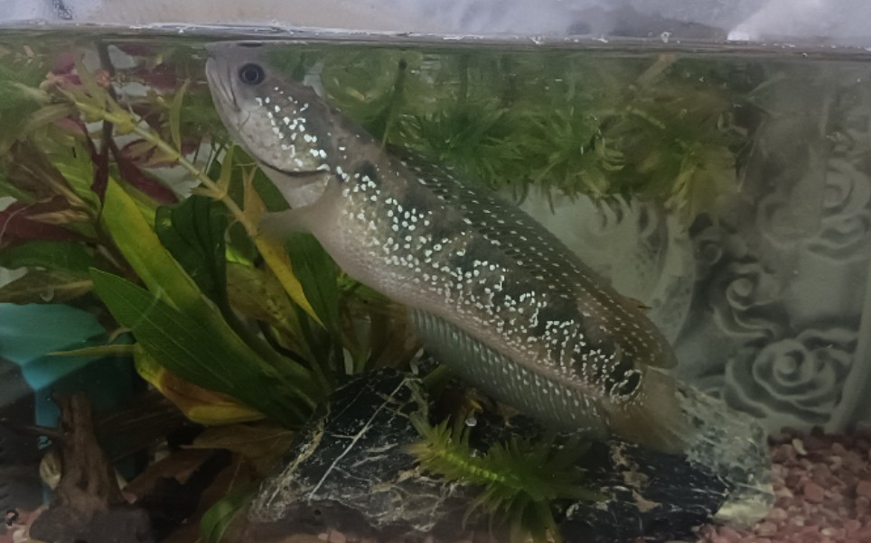 雷龙鱼 月鳢捕食鳑鲏