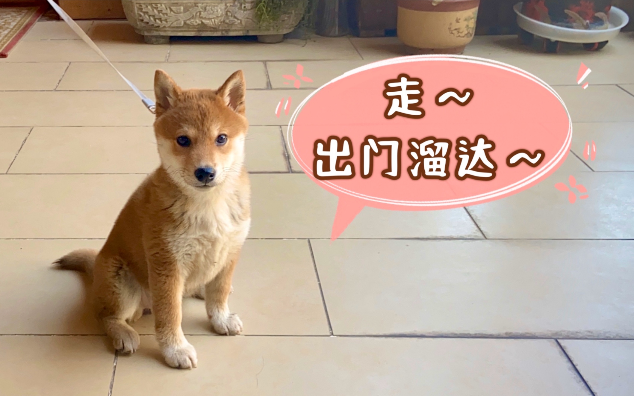 【miya】vlog011 柴犬豆豆第一次出门遛弯啦～_哔哩哔哩_bilibili