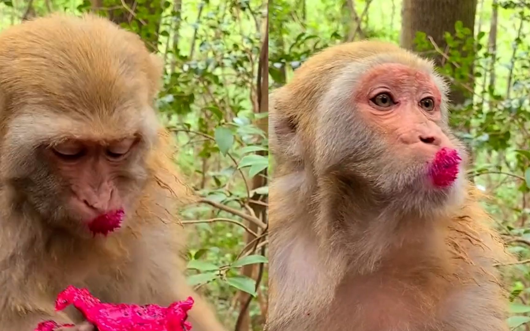 猴子吃红心火龙果,一个举动逗笑众多游客:烈焰红唇!