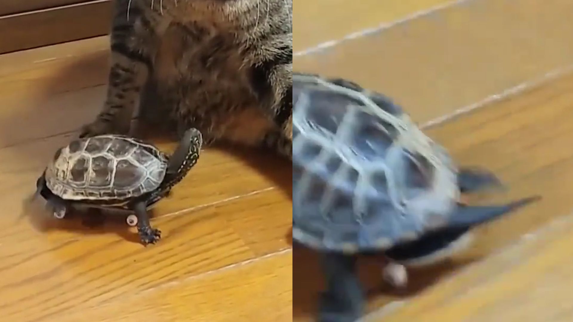 小乌龟玩上新滑板,瞬间风驰电掣迎来高光时刻,一旁猫咪表情亮了