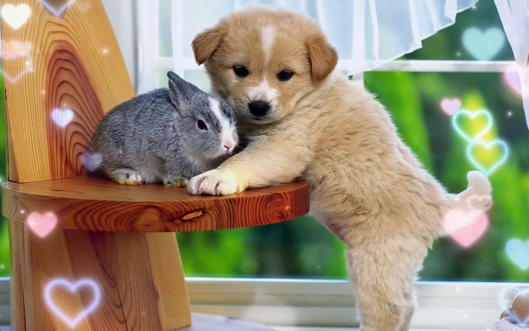 萌宠狗狗  西游记快乐的花果山配乐  萌翻了