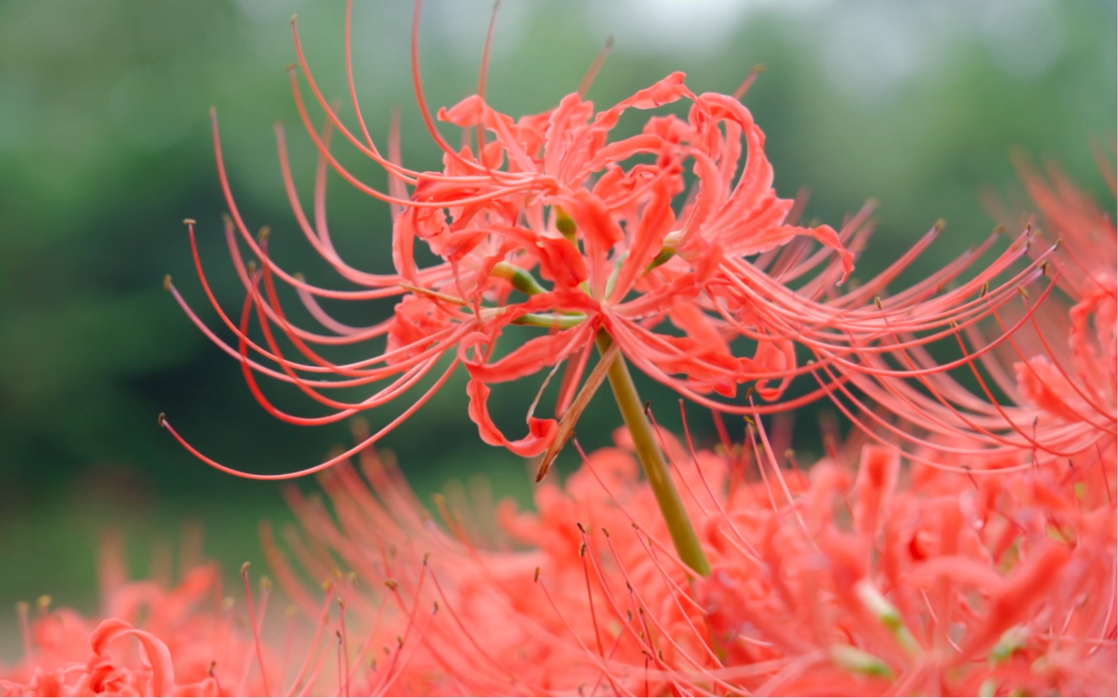 [图]这花太美了--彼岸花