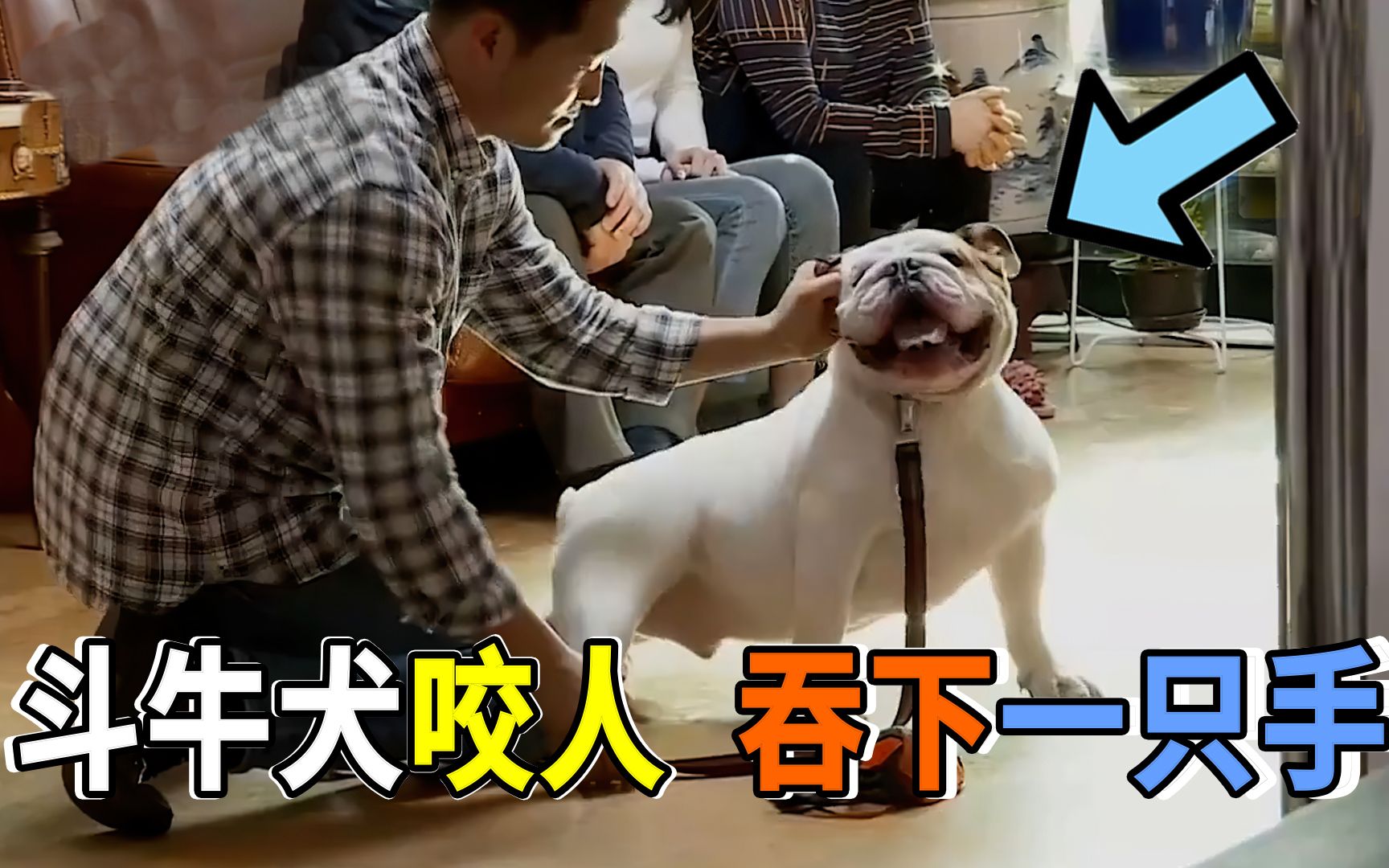 斗牛犬咬人,吞下一只袜子和鸡爪,训犬师耐心纠正狗狗不良行为