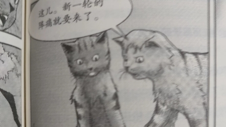 [图]猫武士中的 不 正 经 漫画！