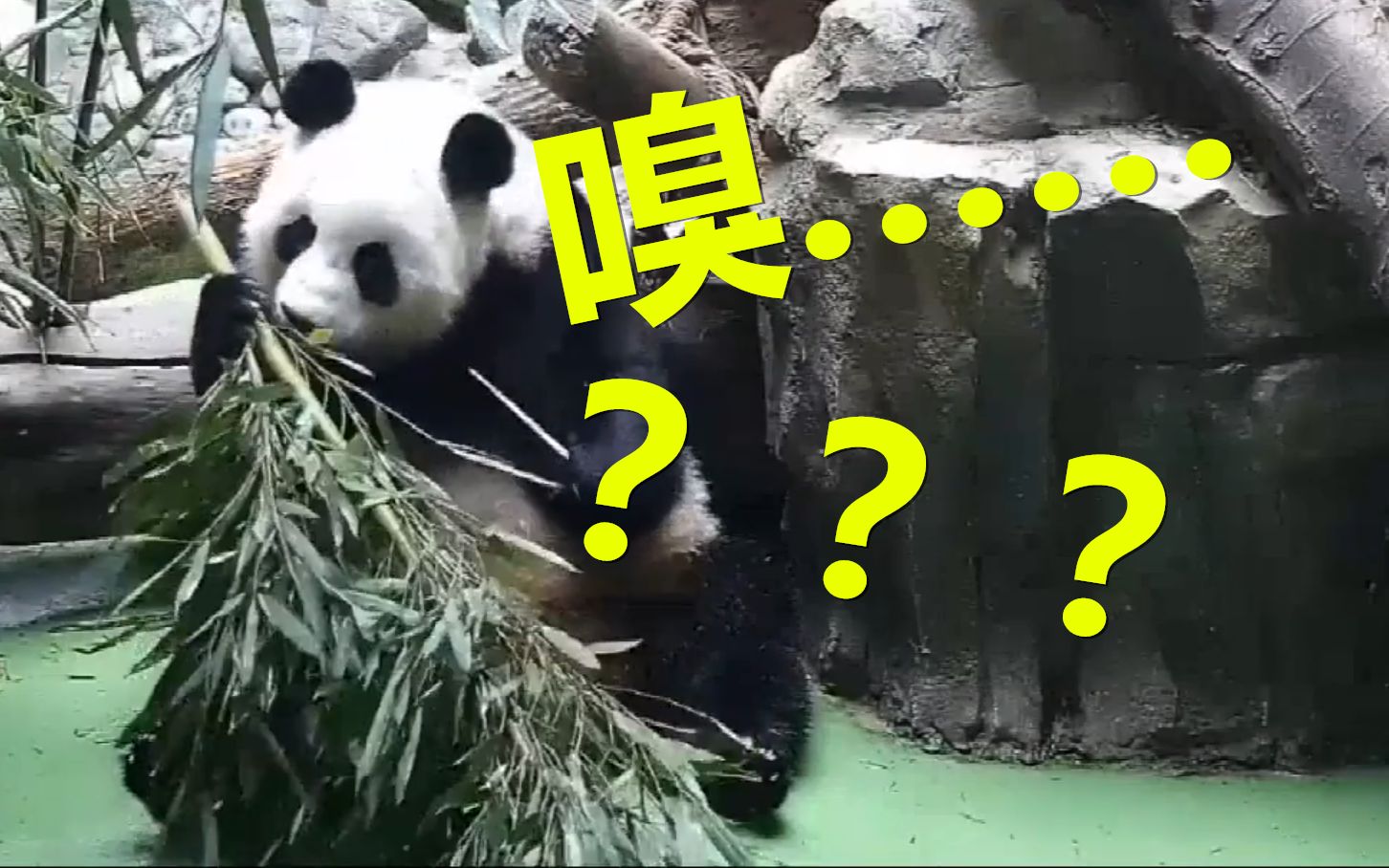 这竹子不对劲啊没有辣椒味不是四川的竹子我不要