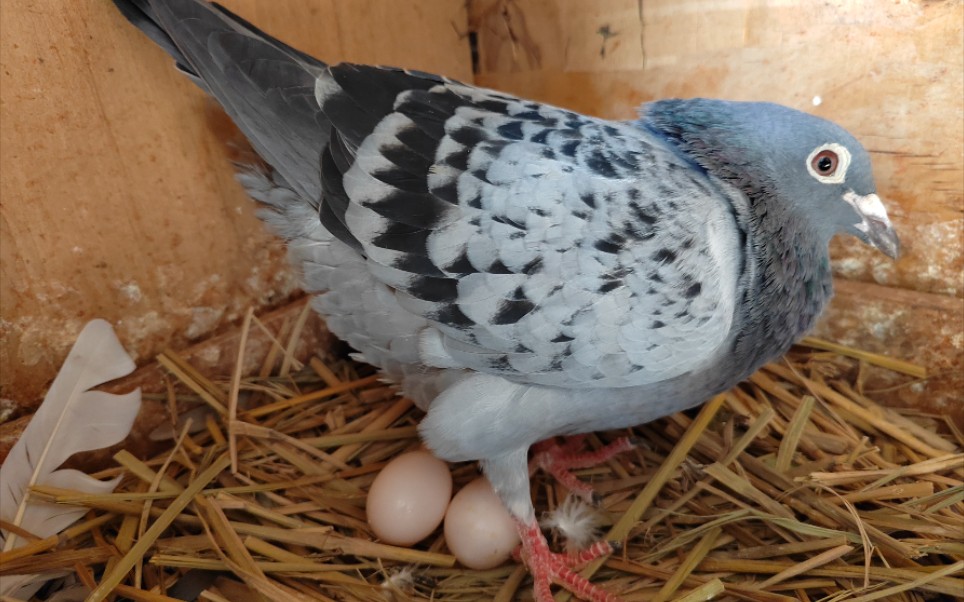 看了下小鸽子都很健康,还有的鸽子在孵蛋,孵蛋中的鸽子很护蛋