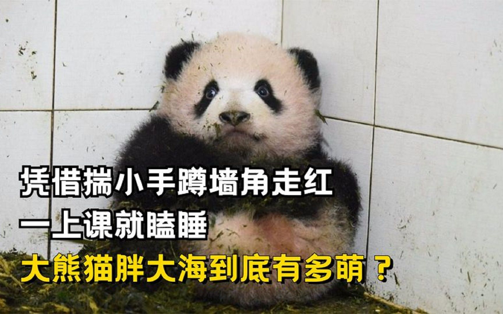 凭借揣小手蹲墙角走红,一上课就瞌睡,大熊猫胖大海到底有多萌?