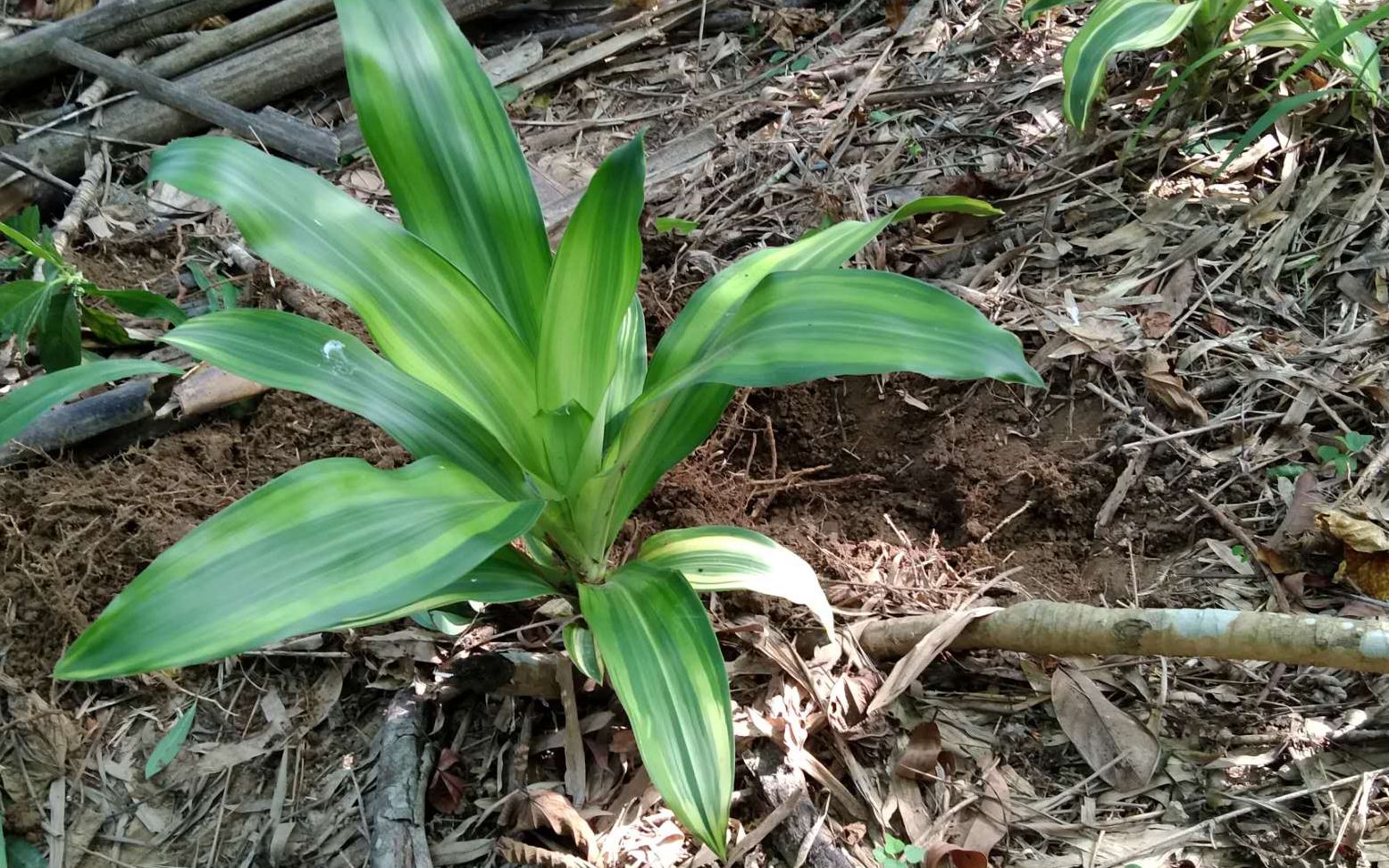 香龙血树挖回家做观赏植物,开花也非常好看,盆景看起来也不错哔哩哔哩bilibili