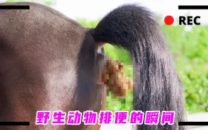 Download Video: 一个有味道的视频：野生动物排便的精彩瞬间，不喜勿入！