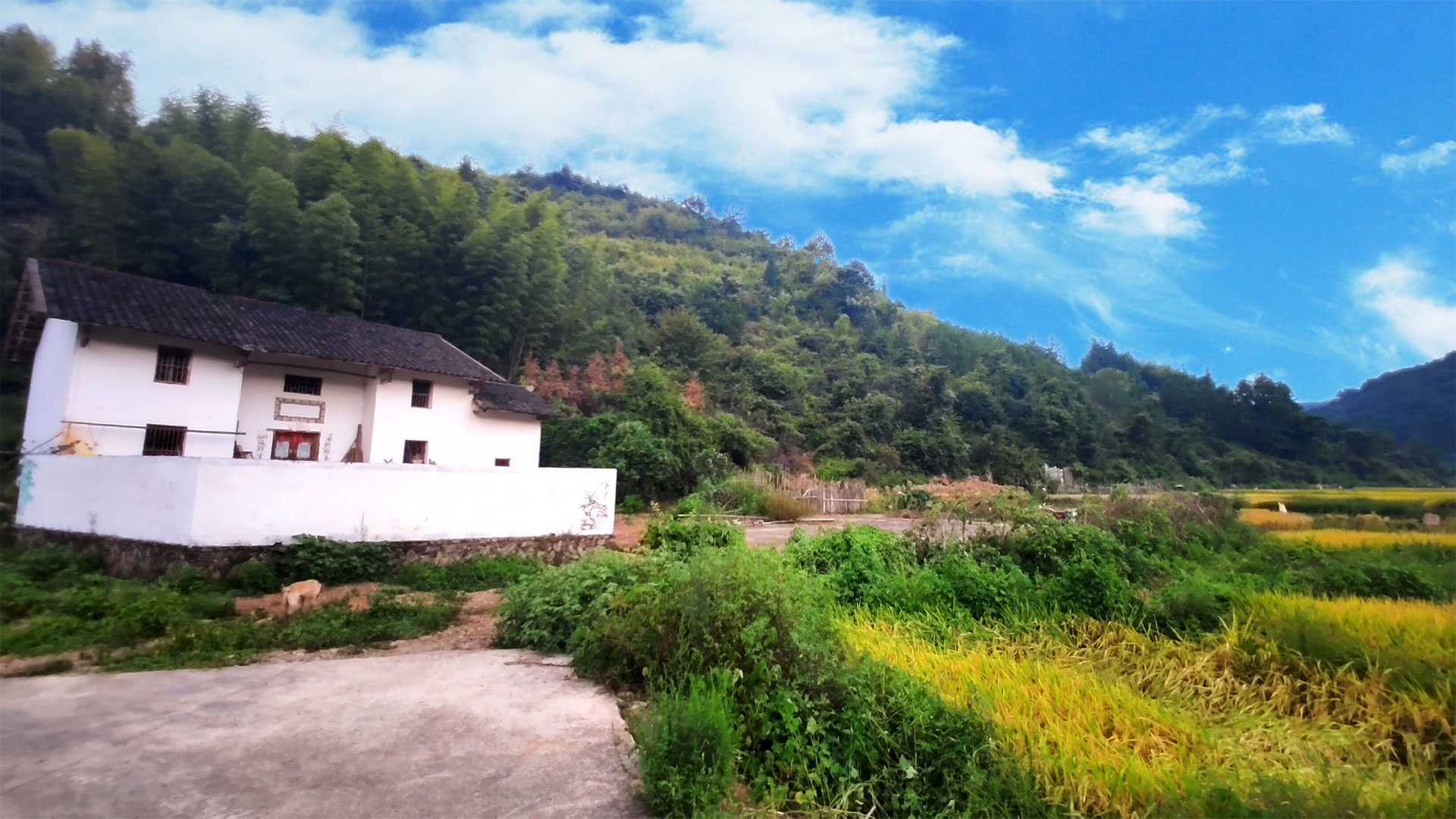 小桥流水人家的田园生活 农村老房子美景相伴 从此过上惬意的生活