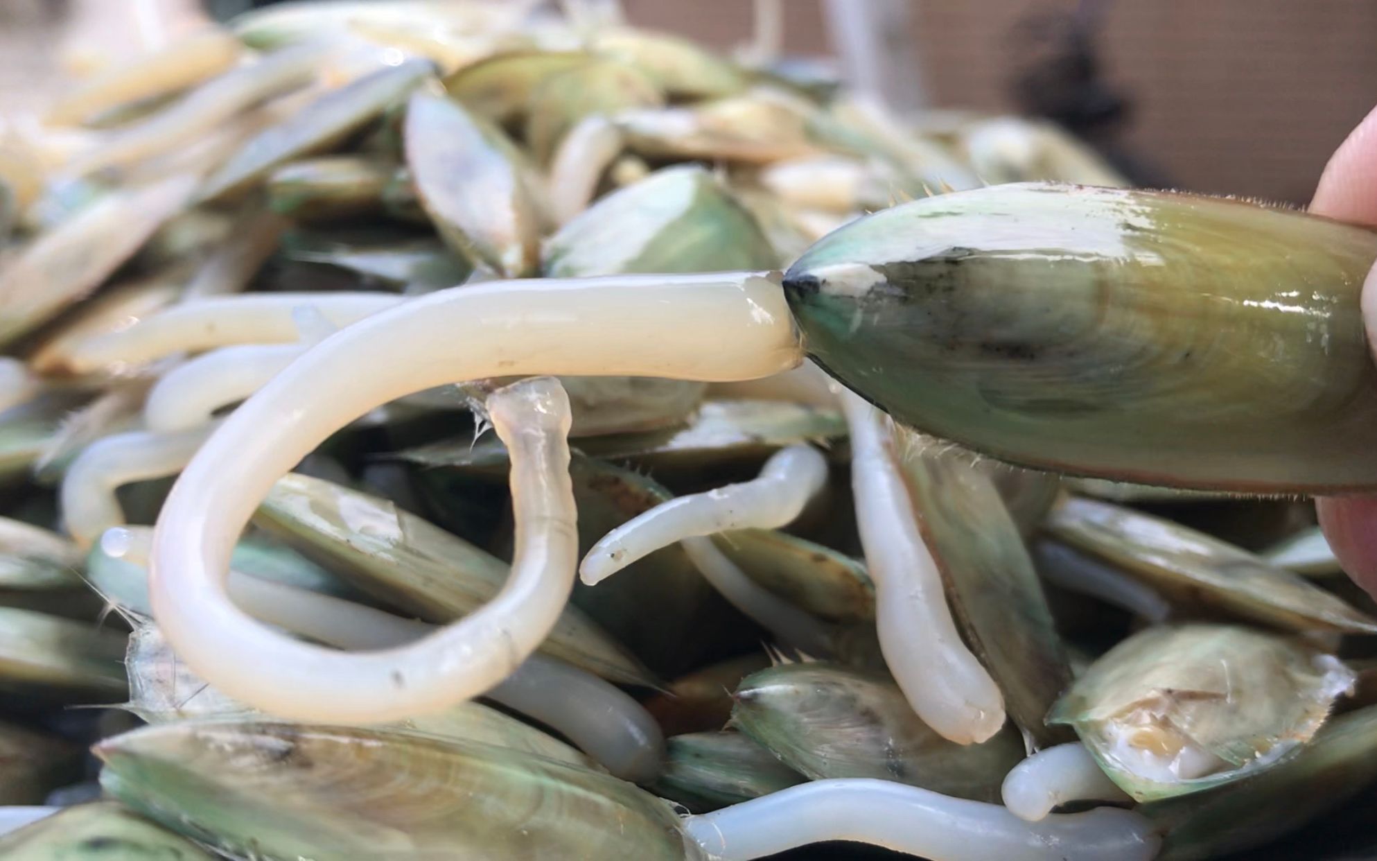 湛江的特色海鲜海豆芽,拿来煲汤特别营养,汤浓鲜香,少有