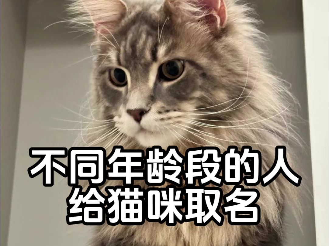 不同年龄段的人给猫咪取名字哔哩哔哩bilibili