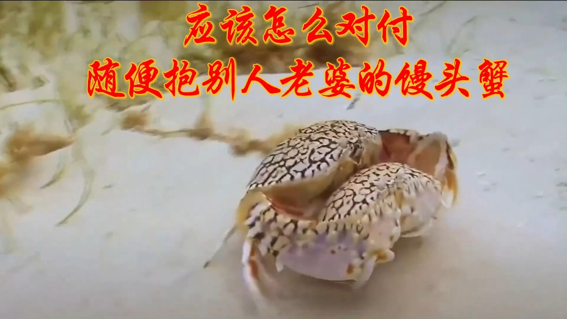 怎么对付随便抱别人老婆的渣男馒头蟹?