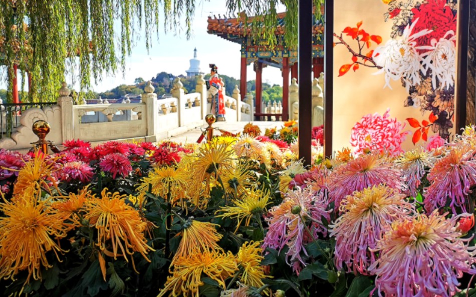 北京北海公园菊花展*插花98