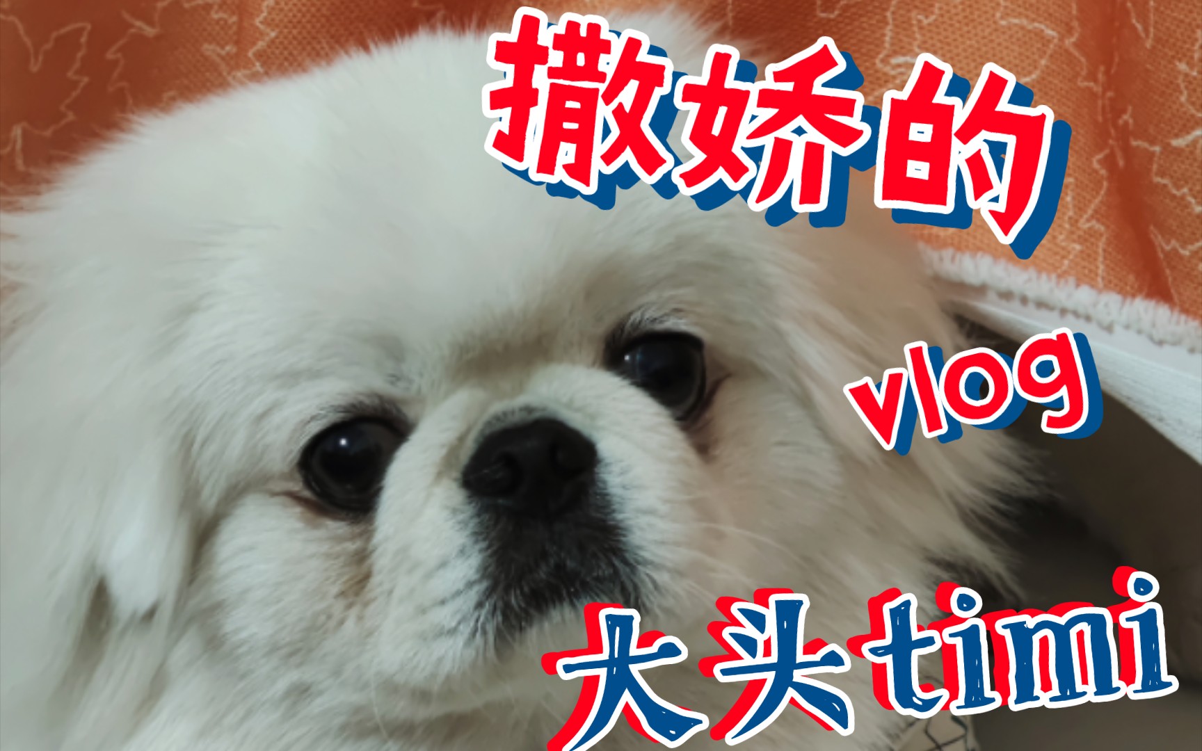 这就是我家timi,爱撒娇的timi.