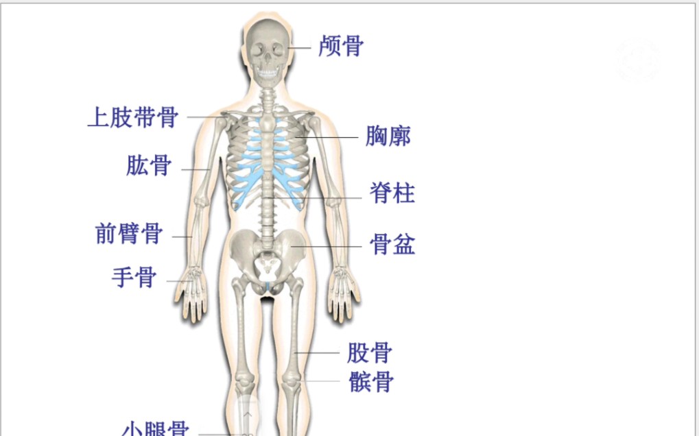 『复盘』人体全身206块骨的分布与概况/一起来记忆骨骼分布吧哔哩哔哩bilibili