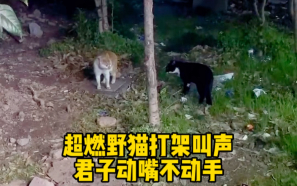 超燃野猫打架叫声 君子动嘴不动手哔哩哔哩bilibili