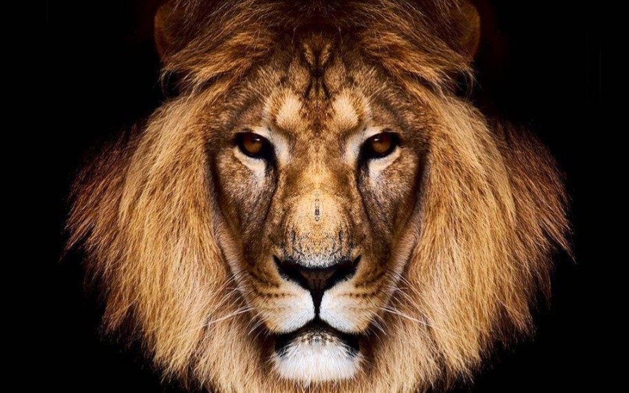 madanimals猫科动物混剪