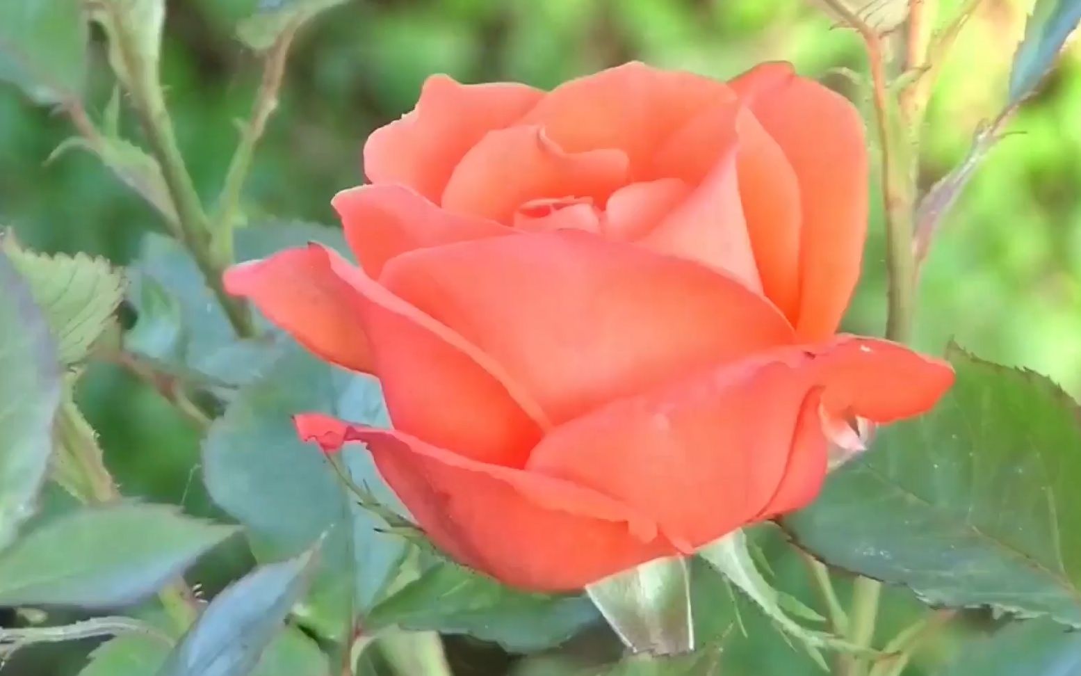 s311 高清鲜花花朵玫瑰花地缝生长水滴水珠视频素材led 会声会影 婚礼