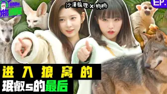 【金珉周】【两站联合】 211207 叡娜是动物侦探 EP.16