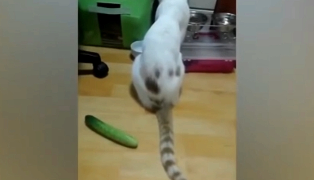 猫咪真的怕黄瓜吗?哔哩哔哩bilibili