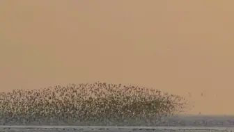 世界奇观 营口鸟浪