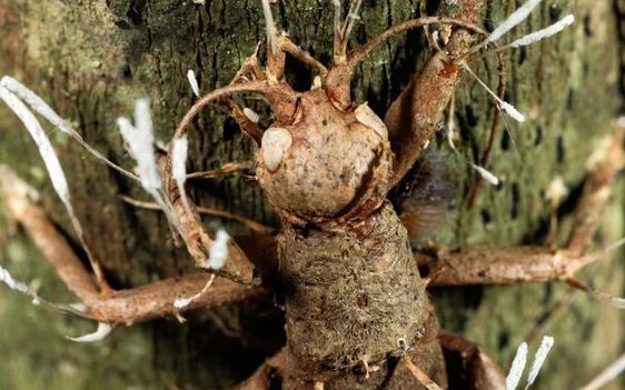 僵尸真菌藏身千万年雨林深处的恐怖杀手